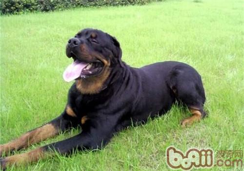  羅威納犬