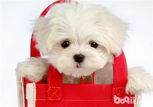 比熊犬