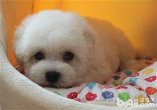比熊犬