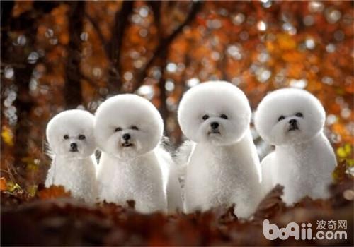 比熊犬
