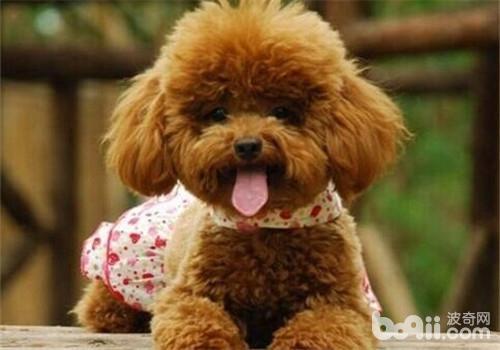 貴賓犬