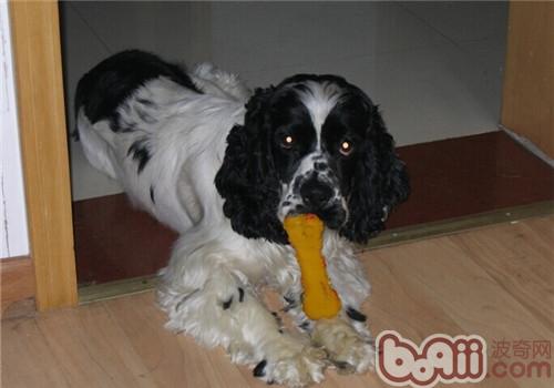 美國可卡犬