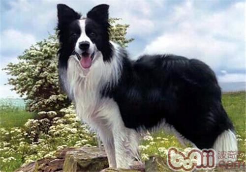 邊境牧羊犬