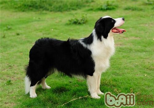 邊境牧羊犬