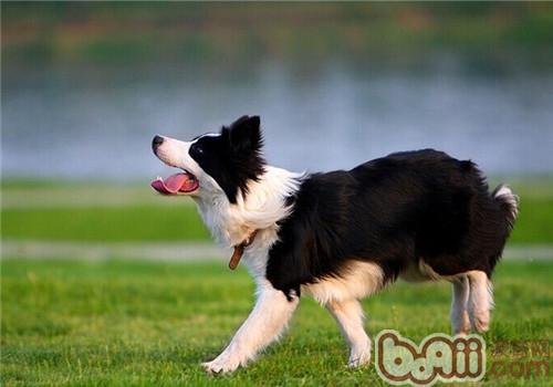 邊境牧羊犬