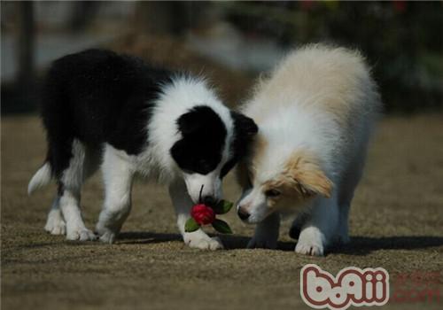 邊境牧羊犬