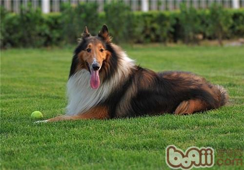 蘇格蘭牧羊犬