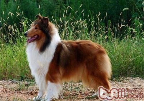蘇格蘭牧羊犬