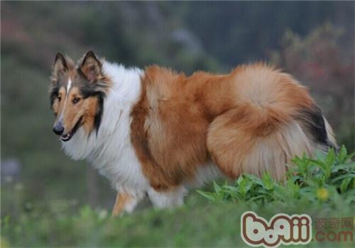 蘇格蘭牧羊犬