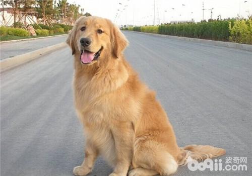 金毛犬