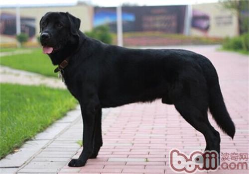 拉布拉多獵犬