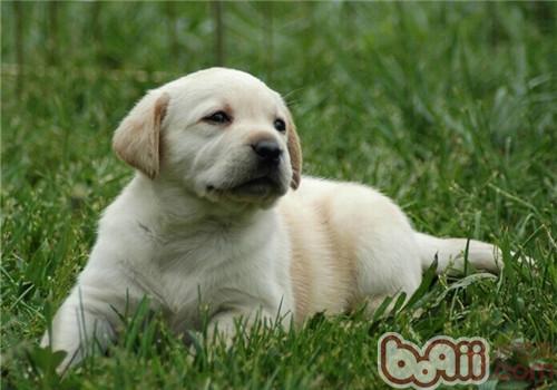 拉布拉多獵犬