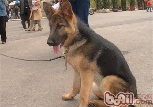 德國牧羊犬