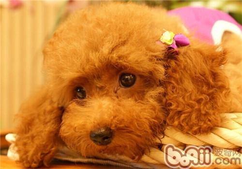貴賓犬