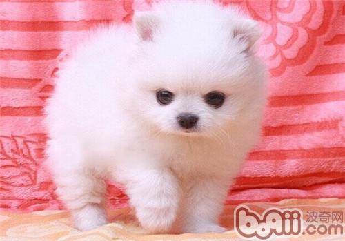 博美犬