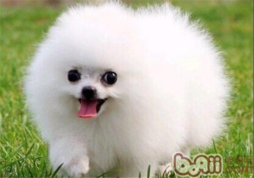 博美犬