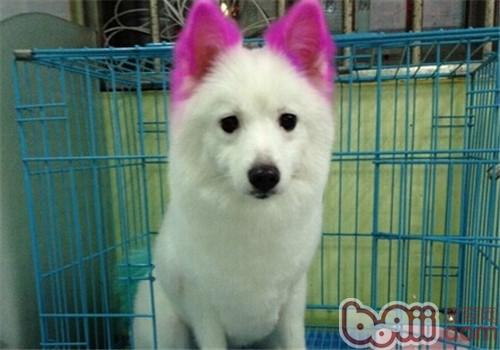 銀狐犬