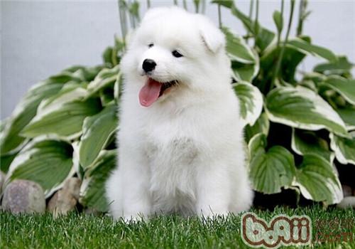 薩摩耶犬