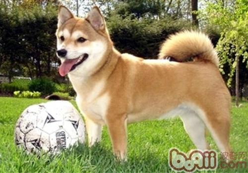 柴犬