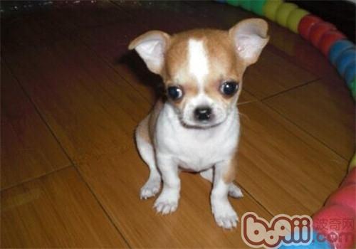 吉娃娃犬