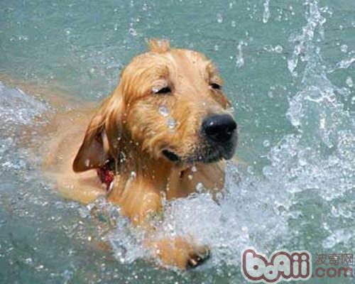 金毛犬