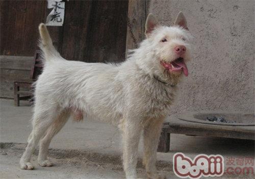 下司犬