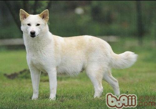 卡南犬