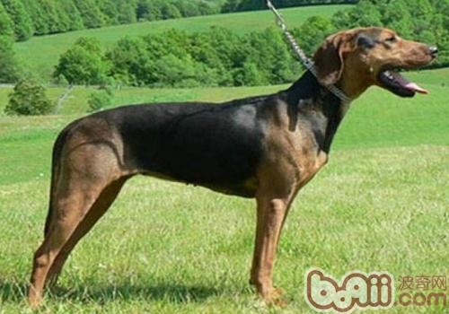 巴爾干獵犬