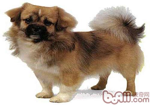 西藏獵犬