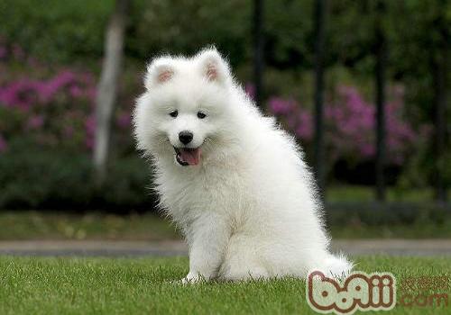 愛斯基摩犬