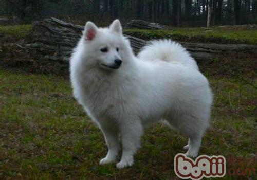 愛斯基摩犬