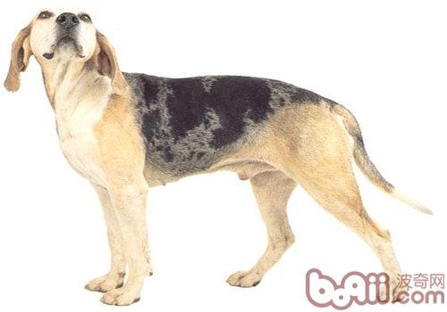 鄧克爾犬