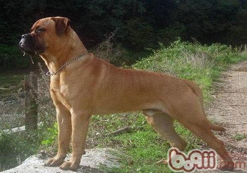 斗牛獒犬