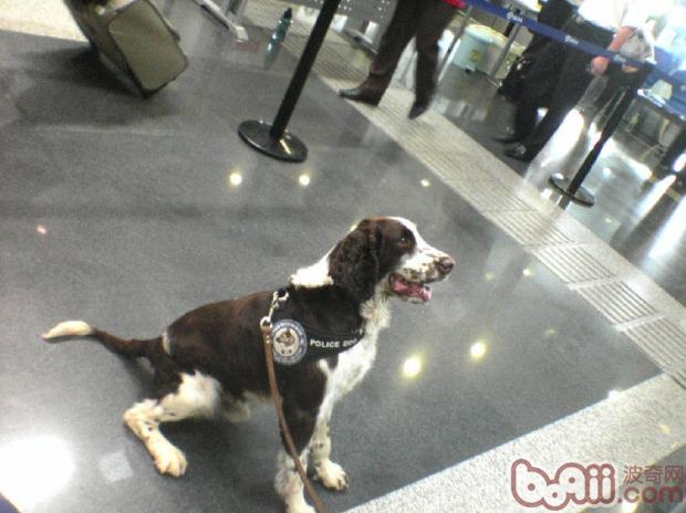 緝毒犬