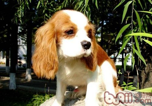 查理王小獵犬