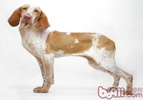 指示獵犬