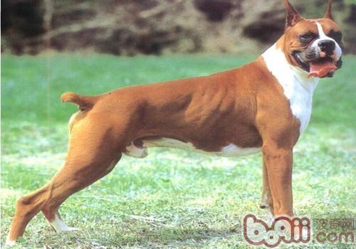拳獅犬
