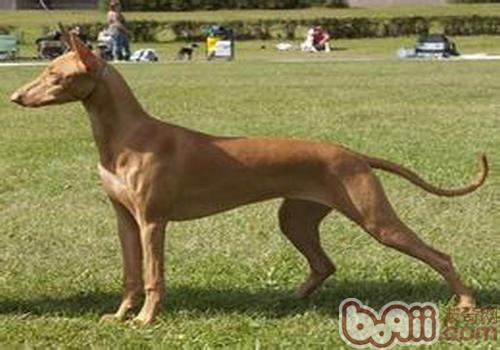法老王獵犬