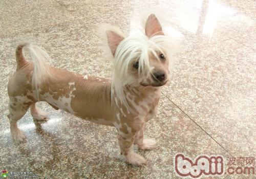 中國冠毛犬