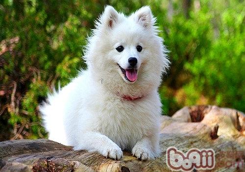 日本狐狸犬