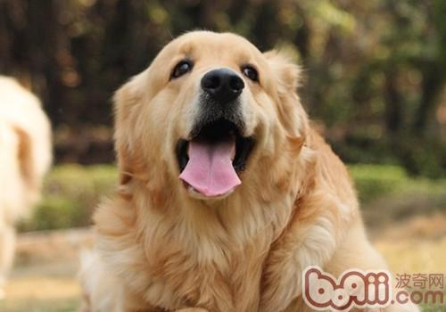 金毛犬