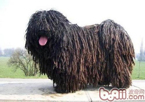 波利犬