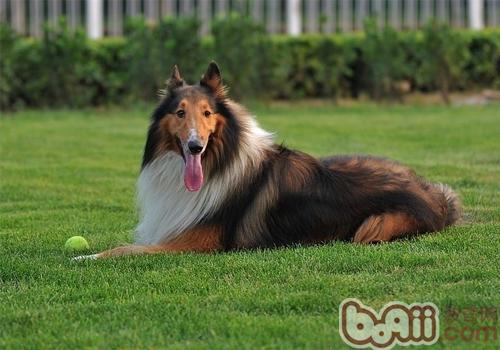 蘇格蘭牧羊犬