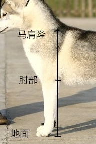 圖5 肘部到馬肩隆的長度要略小於肘部到地面的距離