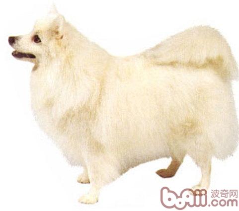銀狐犬
