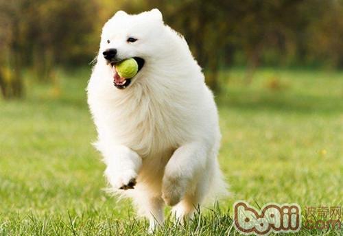薩摩耶犬