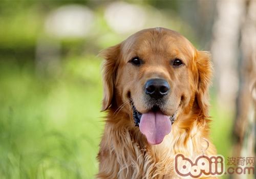 金毛犬