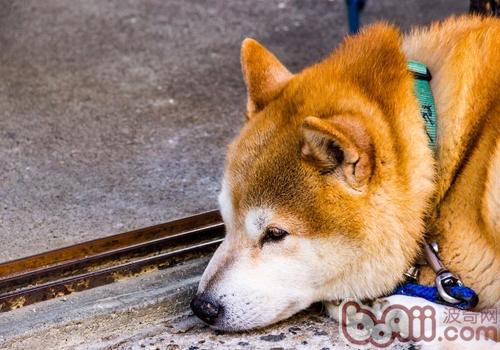 秋田犬