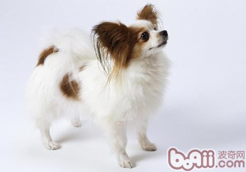 蝴蝶犬