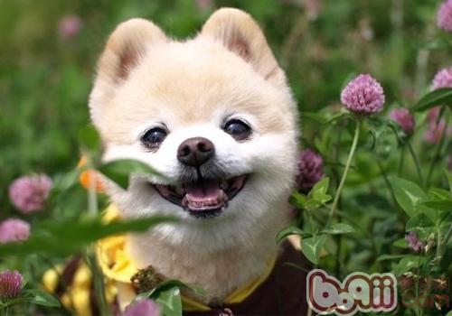 圖1：紅遍全球的博美犬--俊介